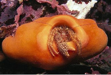 《黎明杀机》新章节“恐惧之根”今日发售，本体游戏低至四折